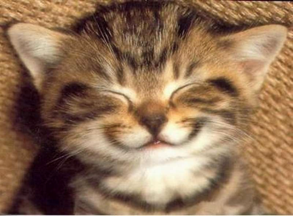 un gatito sonriendo con los ojos cerrados