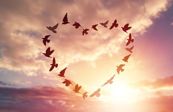 heart shaped flock of birds with a sunset background